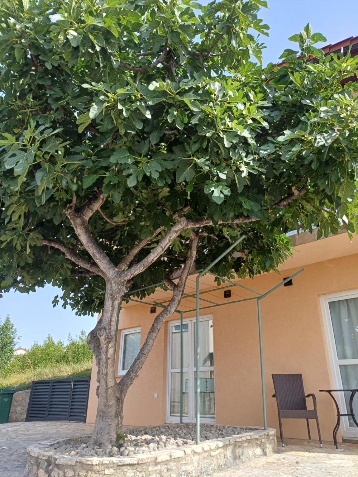 Ambiente Apartment Jasenice  Bagian luar foto